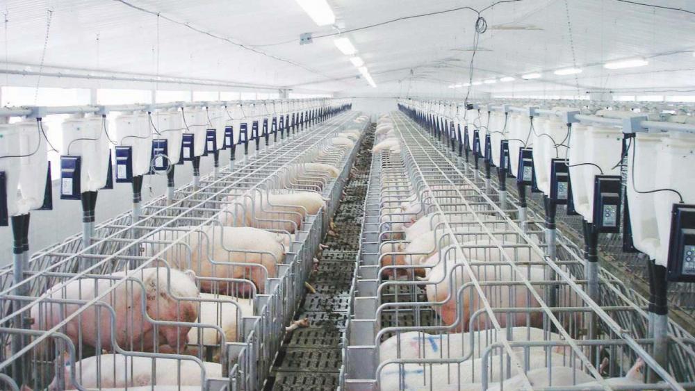 Dự án Khu NNCNC ngành chăn nuôi tại Bình Chánh