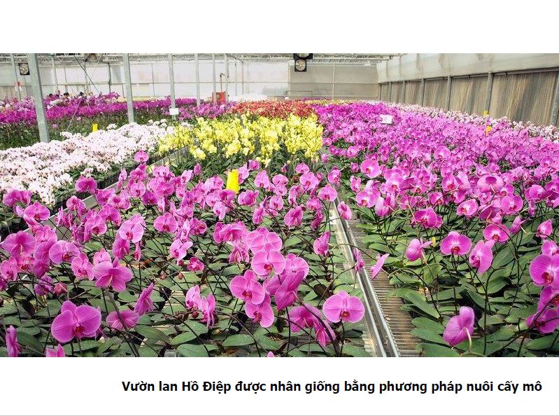 Chương trình “Đưa kiến thức Nông nghiệp Công nghệ cao vào trường học” Chương trình “Đưa kiến thức Nông nghiệp Công nghệ cao vào trường học”